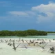 tour-de-observacion-de-aves-en-riviera-maya-1-2vmi