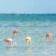 tour-de-observacion-de-aves-en-riviera-maya-2-bjqp